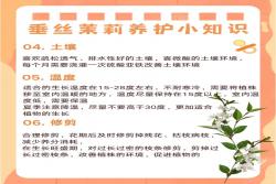 垂丝茉莉如何来养护