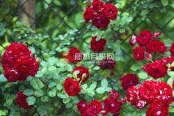 红木香可以盆栽吗(红木香盆栽还是地栽好)
