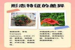 中国凌霄花与美国凌霄花有什么区别?