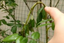月季茎蜂防治攻略