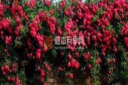 红木香可以盆栽吗(红木香盆栽还是地栽好)