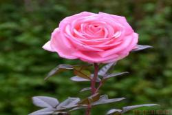 花宫娜(Fragonard )  法版和日版有什么区别？