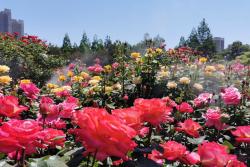郑州市月季公园：1200余种月季 争芳斗艳盛开
