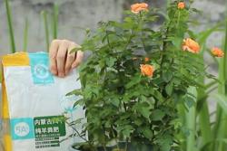 夏季月季花施什么肥料最好