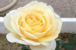金伯爵月季值得入手吗