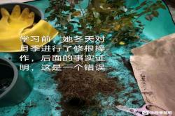 花友春花抢救案例（果汁阳台1个月的蜕变）