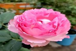 伊芙芳香催眠的养护方法