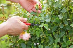 藤本月季轻松复花指南