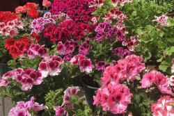 7种多年生草本花卉品种推荐
