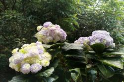 绣球花是根据什么情况来变色了