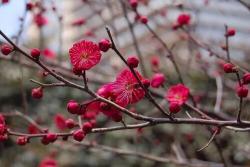 冬天有什么花开(冬季耐寒花卉推荐)