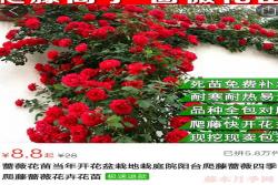月季小白购买种植初体验(一)——买苗被骗