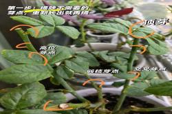 秋日月季爆笋攻略：抹芽、清叶、薄肥勤施