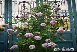 沭阳女教师的花样生活 把露台打造成 米粒的花园