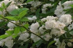 蔷薇花什么时候开,花期有多久？