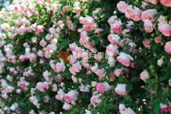 胭脂扣一年开几次花(3次)