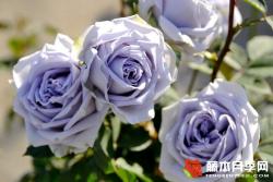 蓝紫色月季品种都有哪些