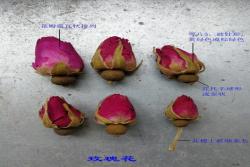 月季花和玫瑰花的区别在哪里