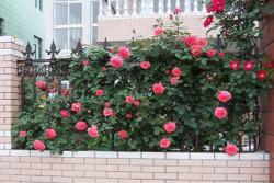 藤本月季花墙用什么材料搭？