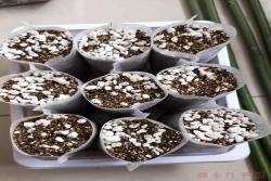棒棒糖砧木蔷薇杆的扦插方法
