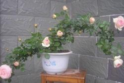 种植月季赚钱吗？