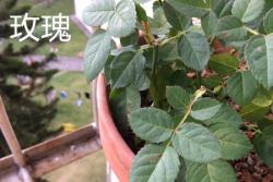 月季和玫瑰有什么区别？认准这二点准没错！