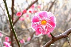 什么梅花最好最贵最高贵