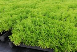 佛甲草籽几天能发芽