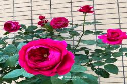 双人芭蕾月季适合阳台吗
