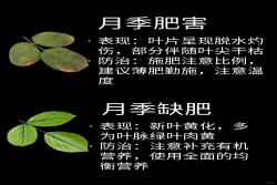 观叶识害（月季常见问题图鉴）