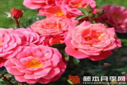 梅卢西娜Melusina