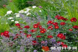红色蜜蜂乐园Bienenweide Rot