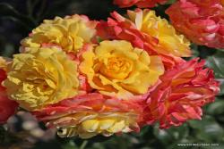 希望的玫瑰Rose der Hoffnung