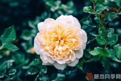 伊曼纽尔