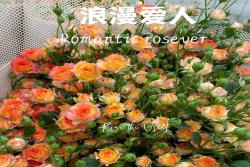 浪漫玫瑰恋人 Romantic Rosever