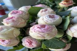 曼斯菲尔德庄园Mansfield Park
