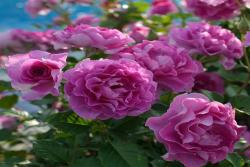 薰衣草香水Lavande Parfumée