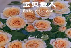 宝贝玫瑰恋人 Baby Rosever