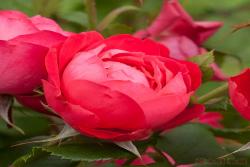 美丽樱桃(cherry bonica)