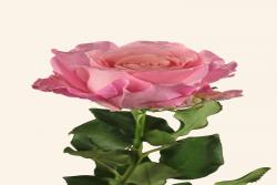 粉芭芭露Pink Babbaloo