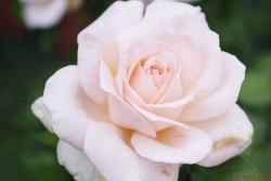 钱多斯美人Chandos Beauty