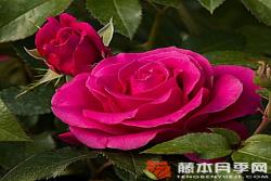 情书Love Letter