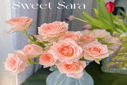 甜蜜萨拉Sweet Sara