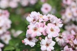 卖花女/卖花姑娘FlowerGirl