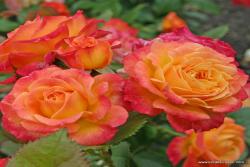 花园乐趣 Gartenspaß