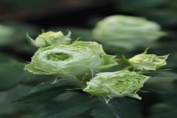 绿野La Terre Verte