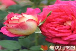 丽贝卡/蝴蝶梦Rebecca