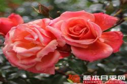 梅卢西娜Melusina