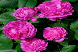 紫罗兰王后 Reine des Violettes