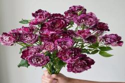 紫虎Purple Tiger